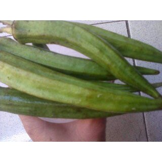 Okra Bahan Sayur Bendi Gumbo Ladys Fingers Shopee Indonesia