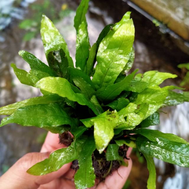 Tanaman aquascape Mikrosorum Java fern