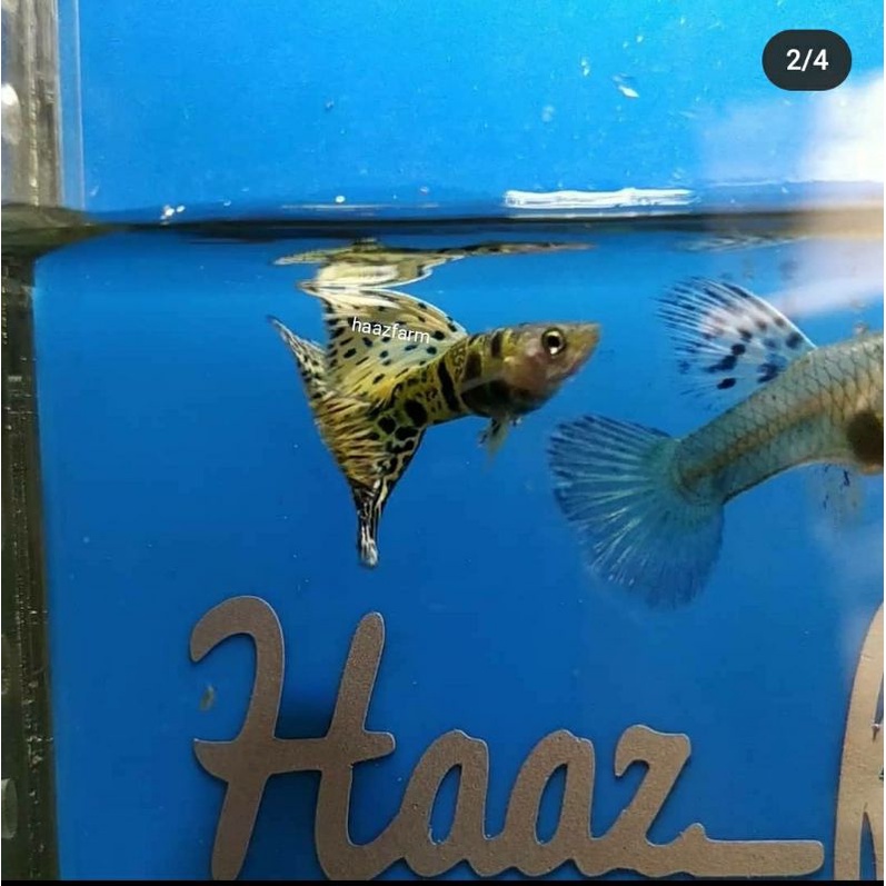 Yellow Tiger King Cobra