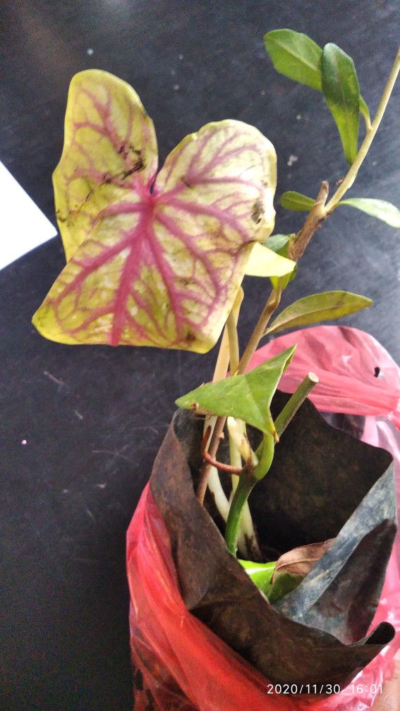 Keladi Lance Worthon / Wayang Merah Cantik Dewasa