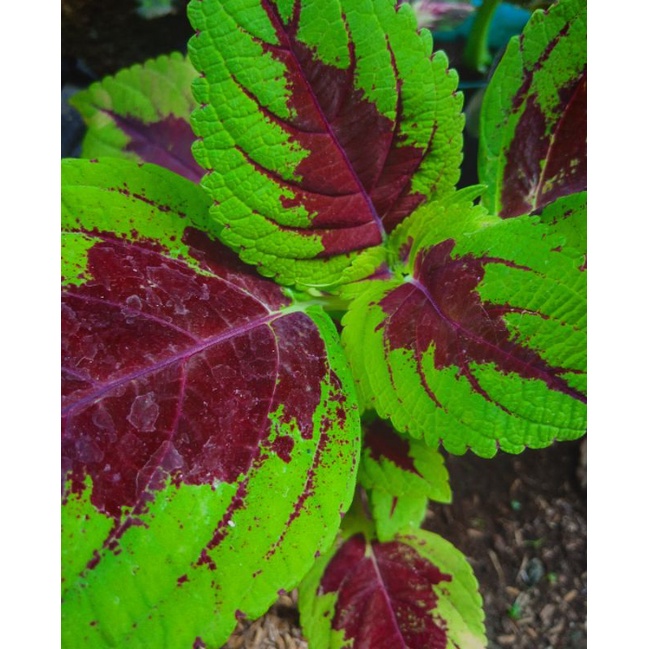(Promo Beli 1 Gratis 1 Tanaman) Miana/Coleus/Jawer Kotok warna hijau dan coklat