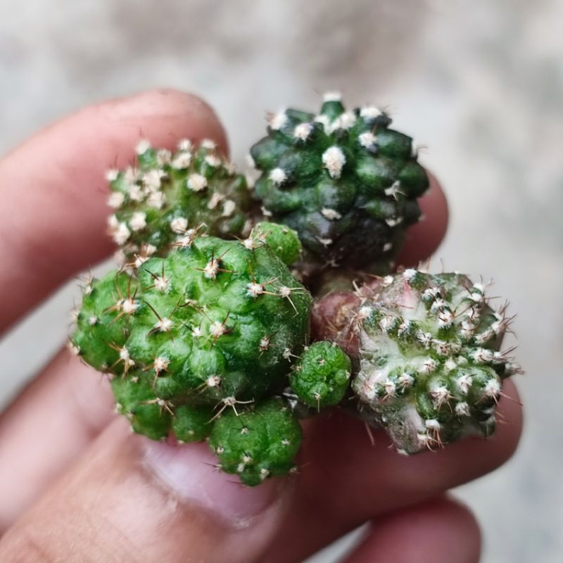 Kaktus Gymnocalycium T-rex Hybrid Langka Unik