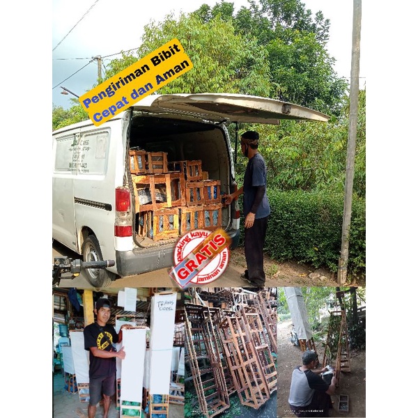 Bibit Alpukat import Jenis Cuba ( Beli 5 gratis 1 )