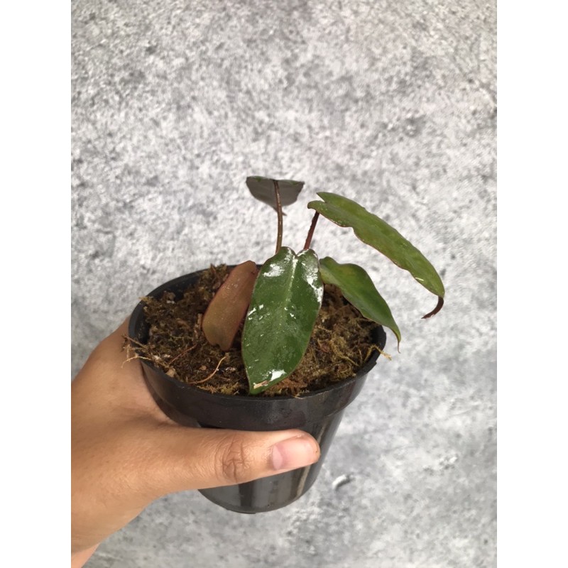 Philodendron Atabapoense x Billietiae