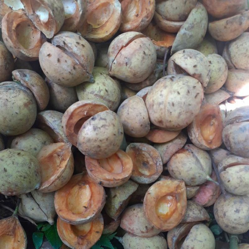 

kulit pala segar bahan manisan 1 kg