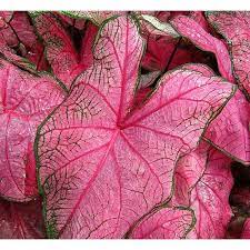 Size Remaja Keladi Fannie Munson / Funny Munson Tanpa Pot