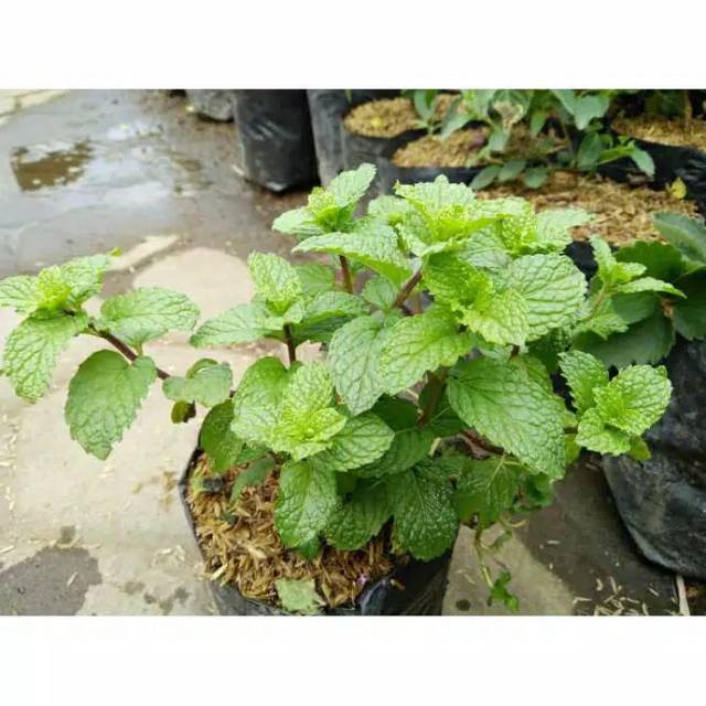 Bibit daun mint unggul