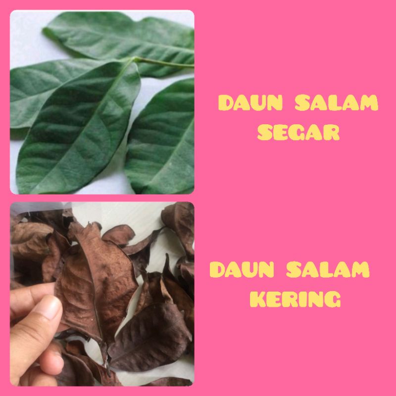 

Daun Salam Segar dan Kering Per Lembar Murah COD