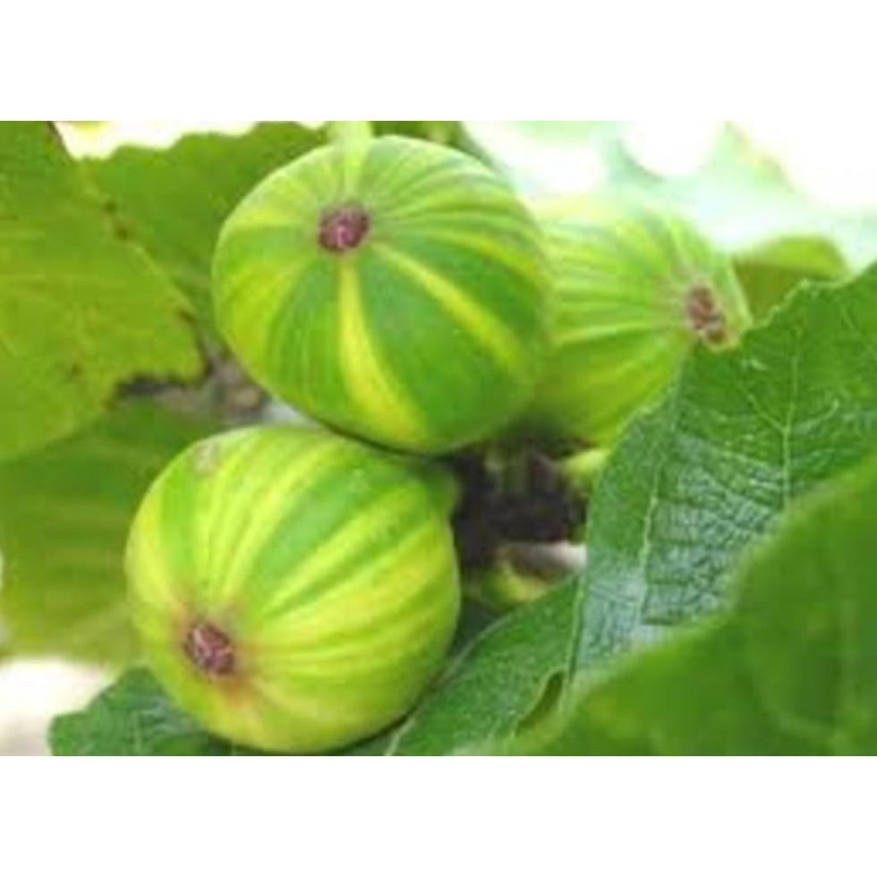 Laris Murah Bibit Pohon Buah Tin Varigata Var. Panache Tiger Gratis Cutting Cali *_@