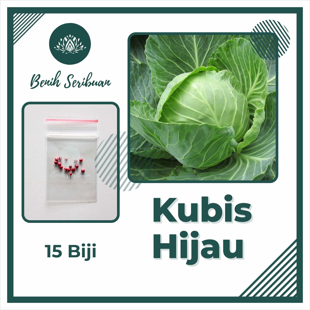 TERMURAH Bibit Sayuran Benih Sayur Paket Lengkap Tanaman Hidroponik Kangkung Bayam Cabe Sawi Unggul-KUBIS HIJAU