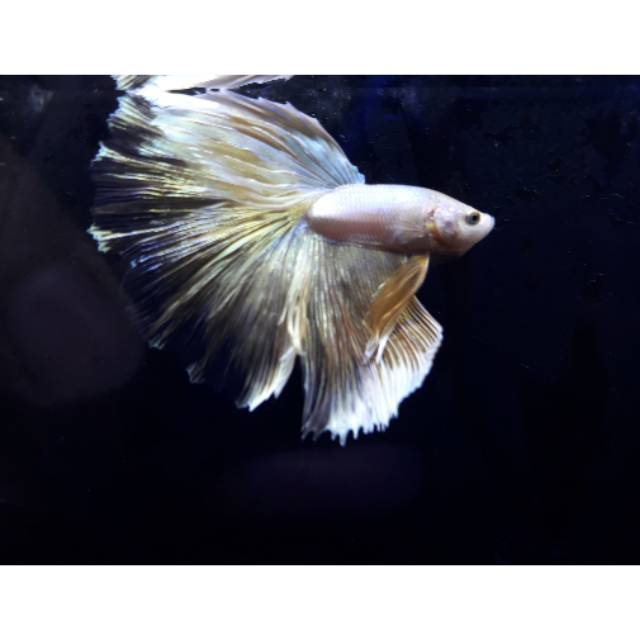 CUPANG HIAS HALFMOON GOLD