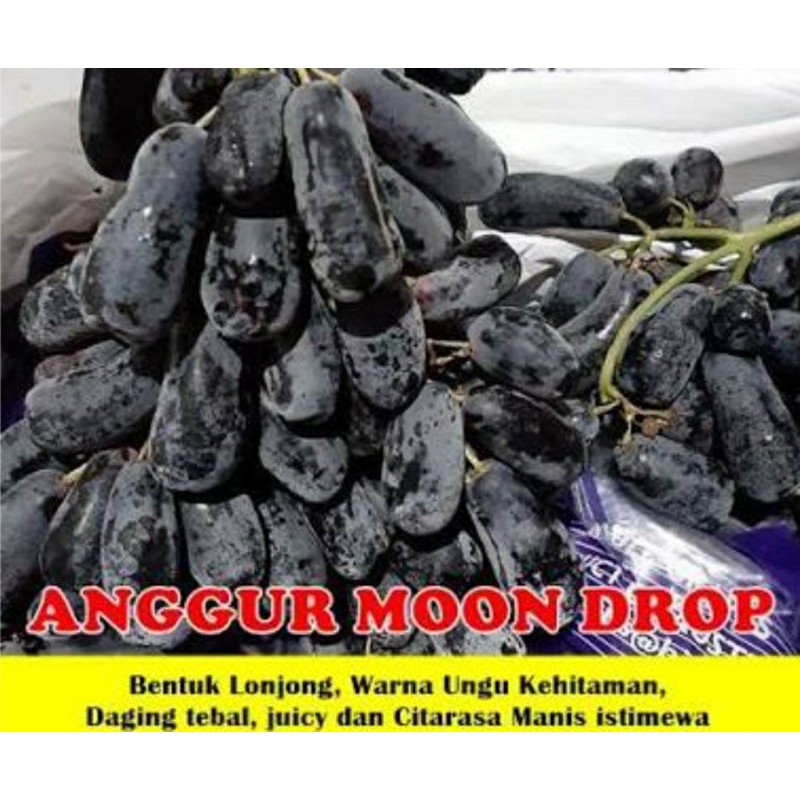 Jual Bibit Anggur Moondrop Shopee Indonesia 