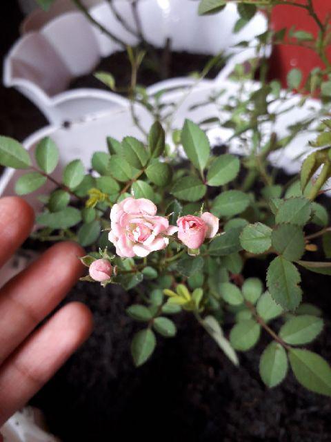 Bibit Tanaman Bunga Mawar Mini Pink I Babyrose Pink