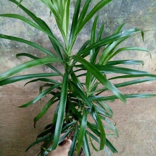tanaman hias suji  pohon suji  tanaman sujih Shopee Indonesia