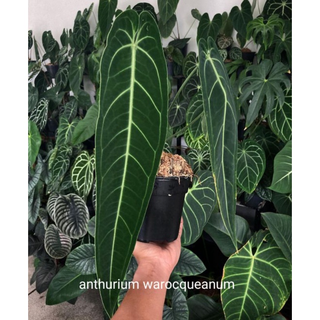 anthurium warocqueanum