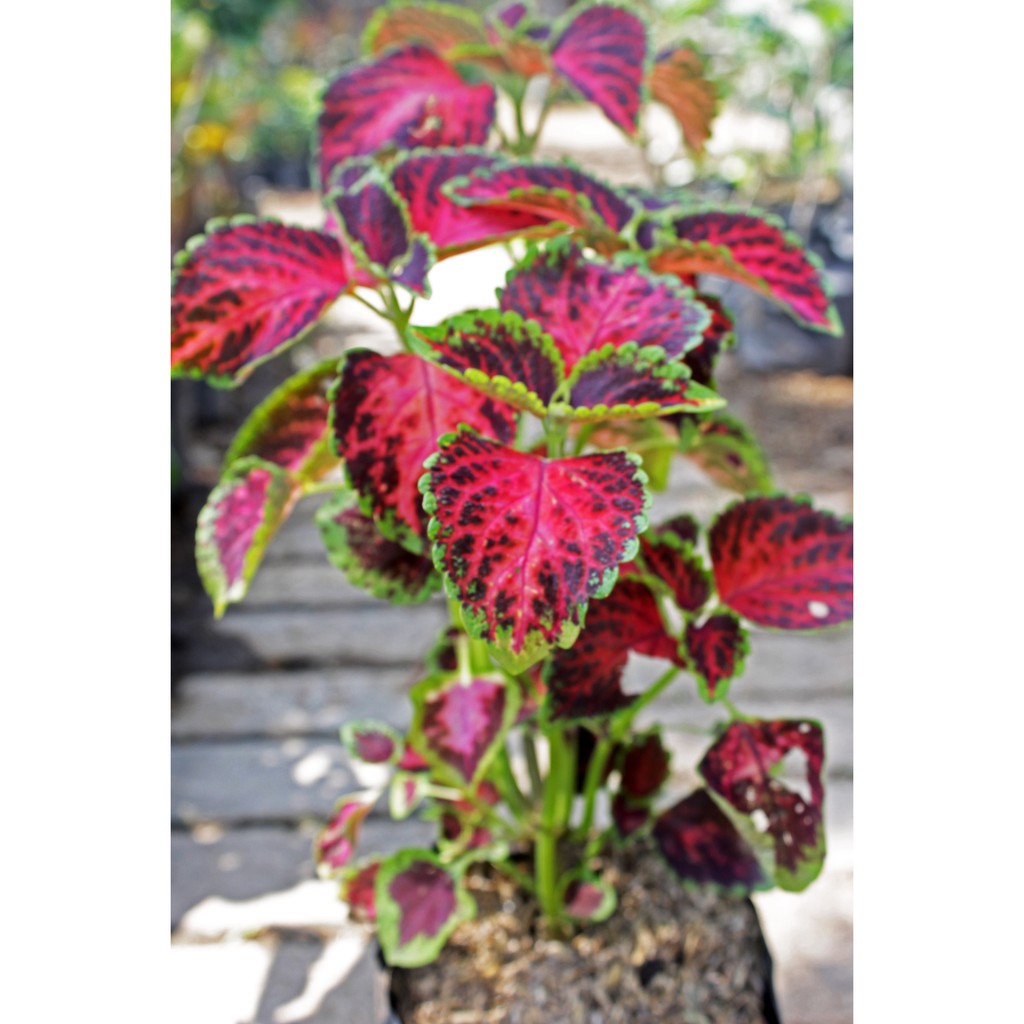 

COLEUS