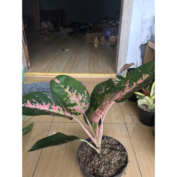 Aglonema Kocin paramuay kocin pink kocin paling murah