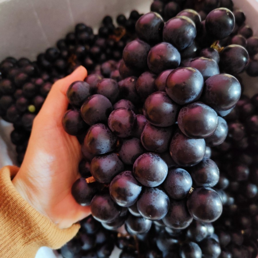 anggur bali super 1 peti