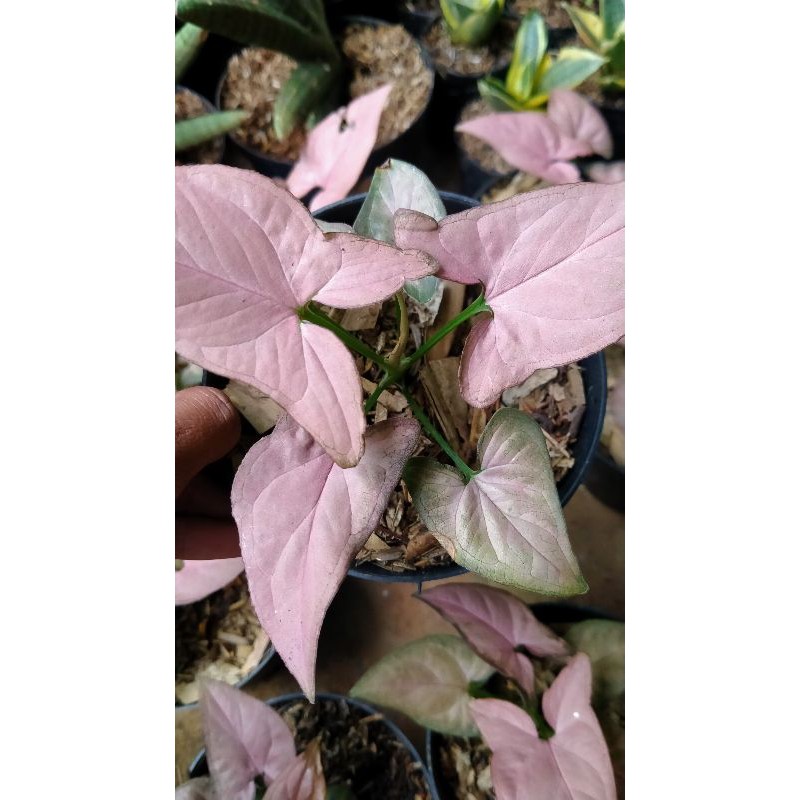 Tanaman hias syngonium pink - Syngonium Pink - Syngonium