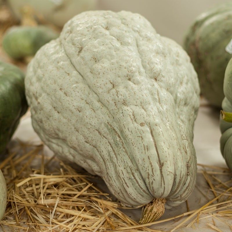 Benih Bibit Biji - Labu Winter Squash Blue Hubbard Seeds - IMPORT