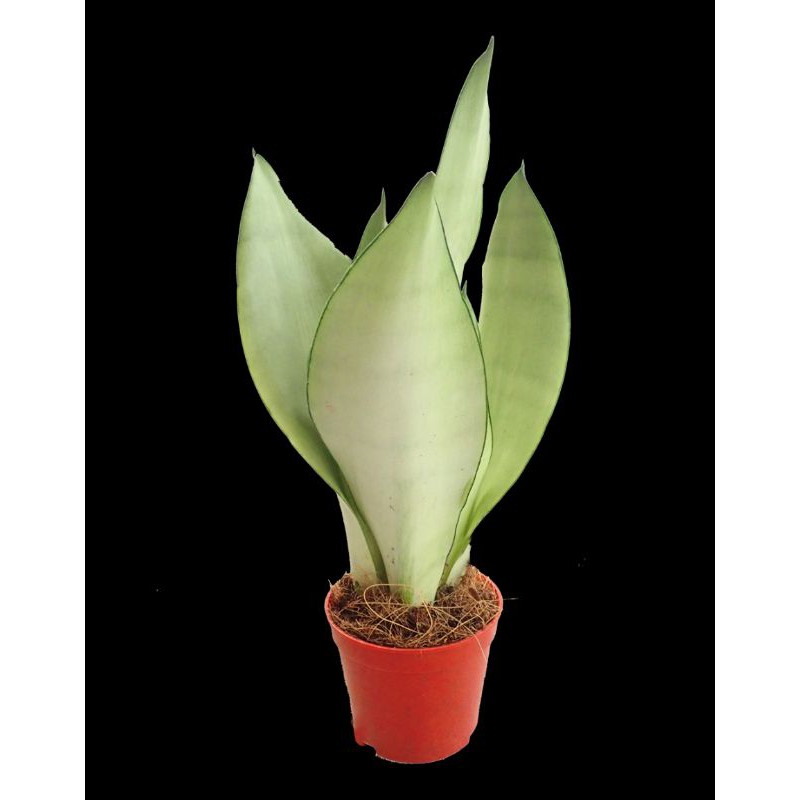 sanseviera moonshine