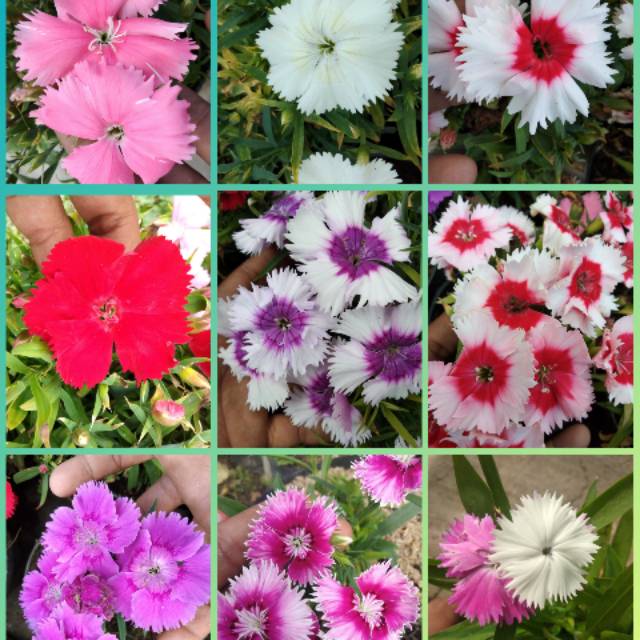 Paket Hemat 9 Bunga Anyelir Dianthus Shopee Indonesia