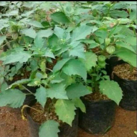 tanaman ciplukan/benih herbal ciplukan murah