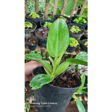 philo katak pilo eceng real plant