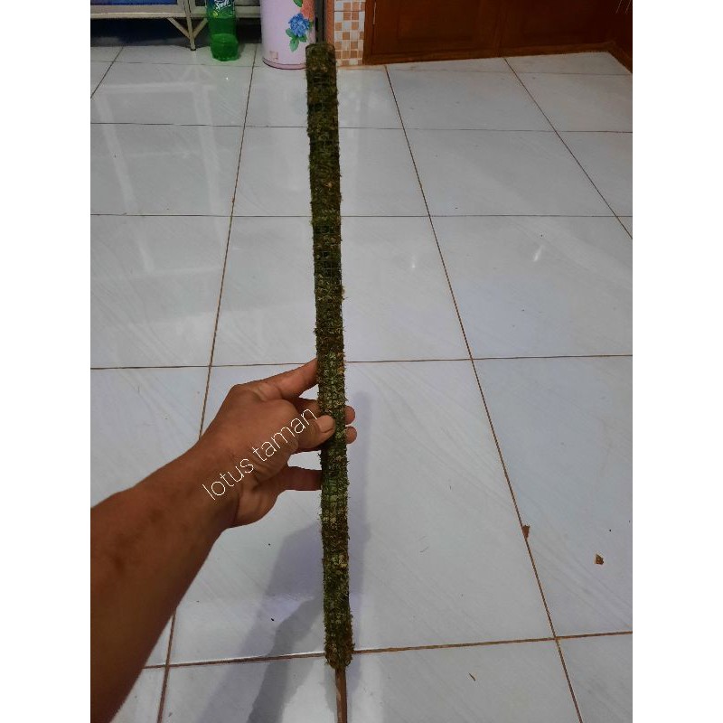 TURUS STIK LUMUT MOSS PANJANG 50 CM