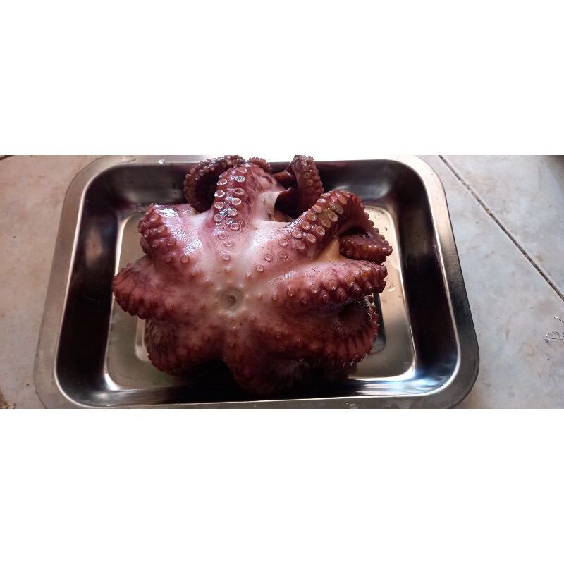 

octopus frozen