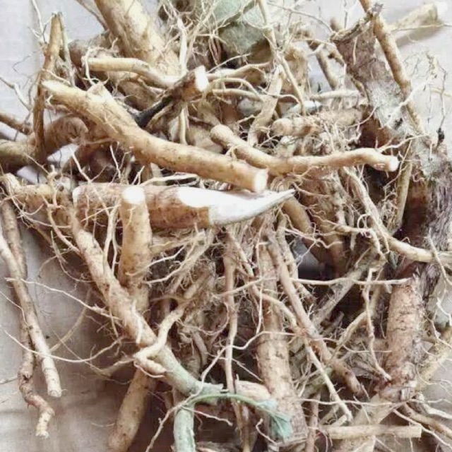 

Akar sidaguri jantan segar 500 gr