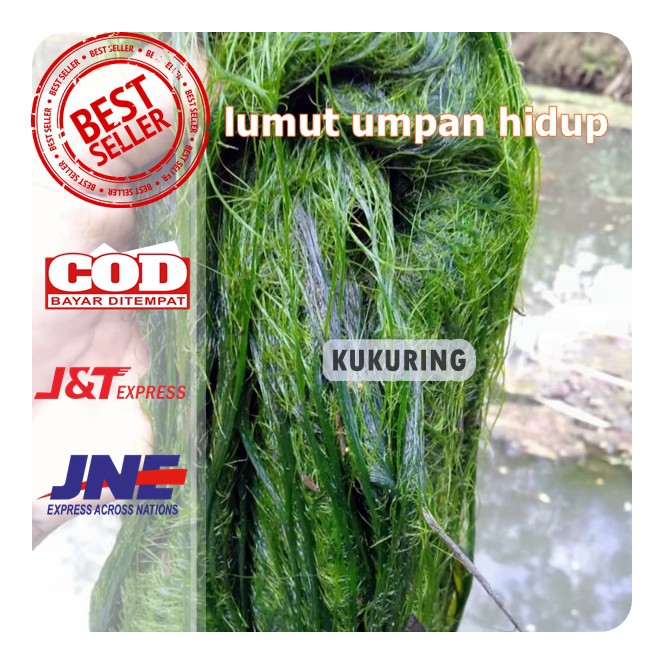 KUKURING Lumut Umpan Pancing Mancing asal  air tawar bukan laut