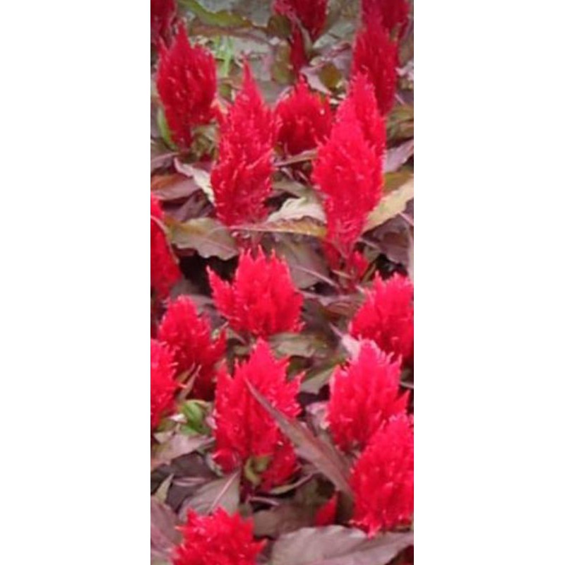 Tanaman Hias Celosia