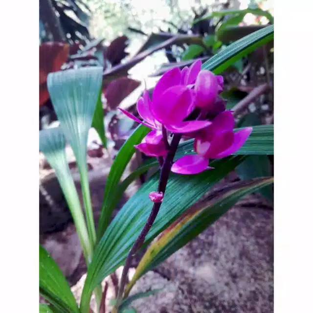 tanaman hias anggrek tanah bunga ungu - anggrek tanah - bunga ungu