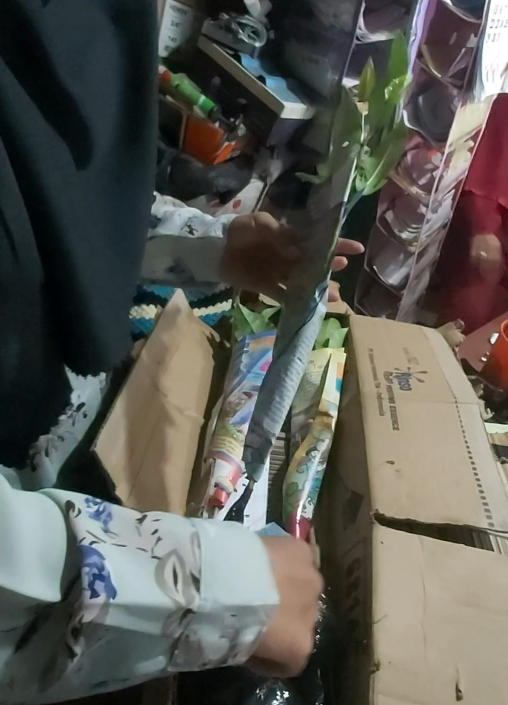 Tanaman Hias Bibit Tabebuya Pink Alias Sakura Indonesia ( Rosea)