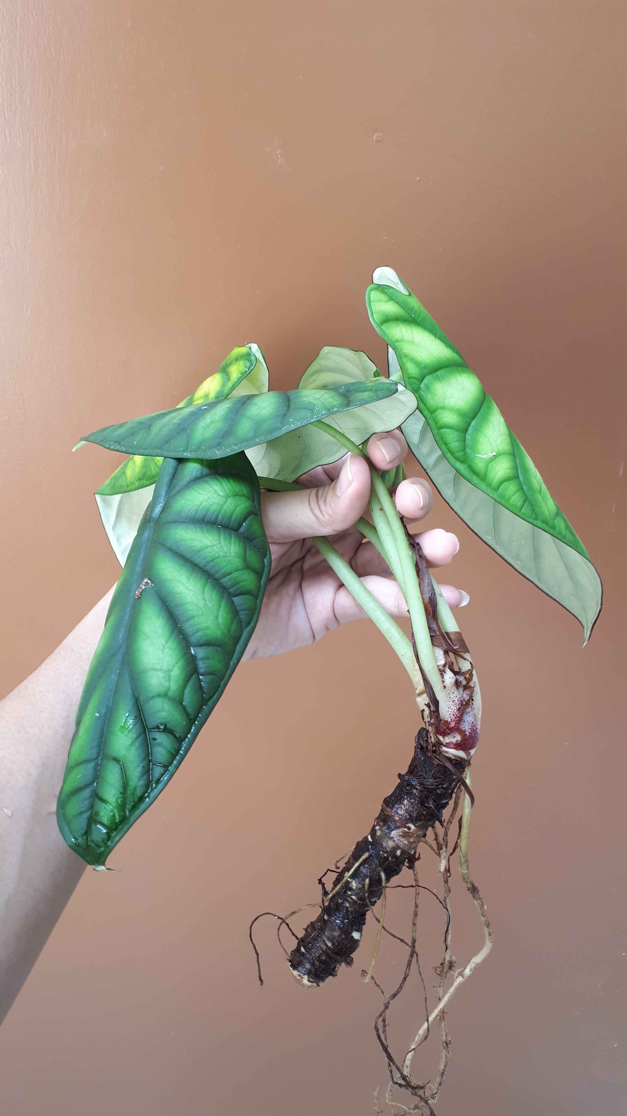 Alocasia Dragon Scale (keladi Tengkorak Hijau) Dewasa
