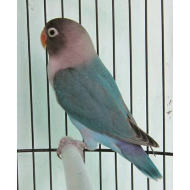Lovebird Cobalt Biru Mangsi Shopee Indonesia
