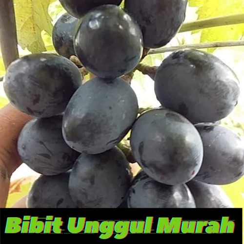 Asli Bibit anggur import Ruslan