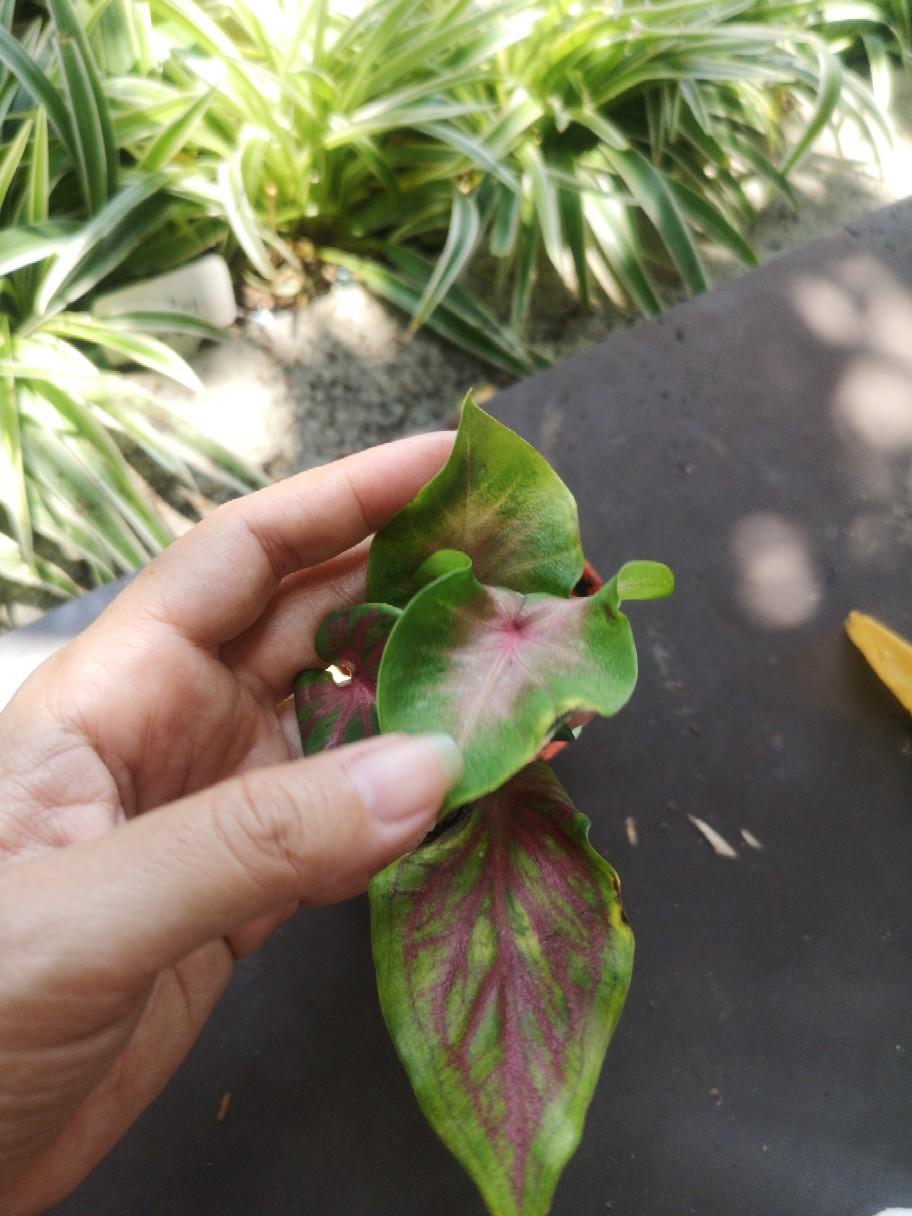 Caladium Whorton,bibit Caladium ,keladi Hias