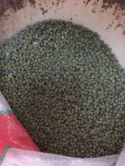 Kacang Hijau 500g Kualitas Super