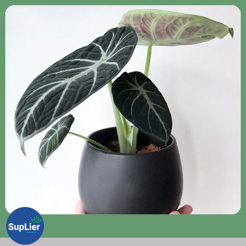Bibit Tanaman Alocasia Black Velvet