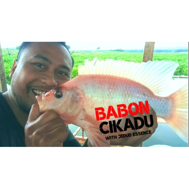 ESSEN IKAN NILA ESSENCE IKAN MAS UMPAN IKAN NILA JITU JEDUD