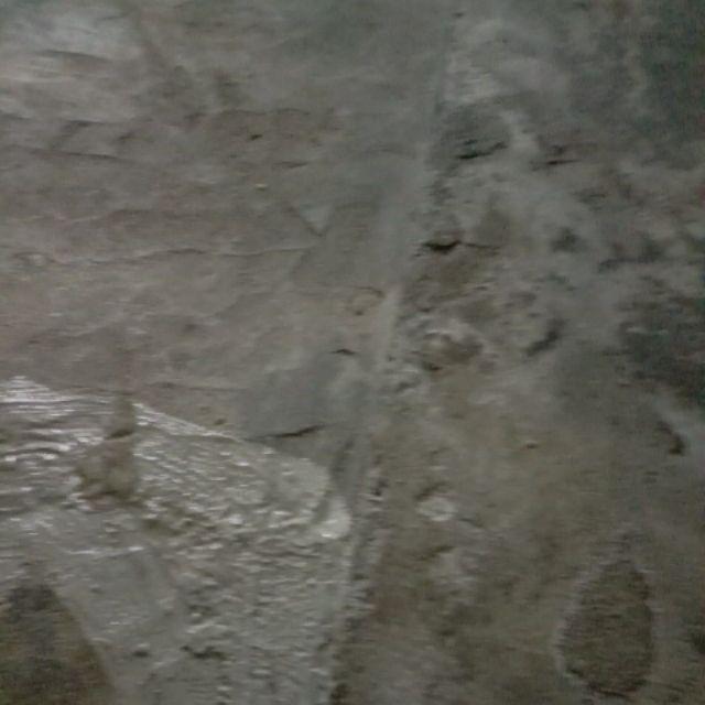 Bibit Durian Montong