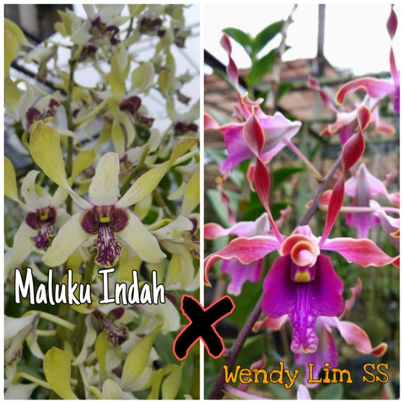 DENDROBIUM MALUKU INDAH X WENDY LIM SS (PRA DEWASA)