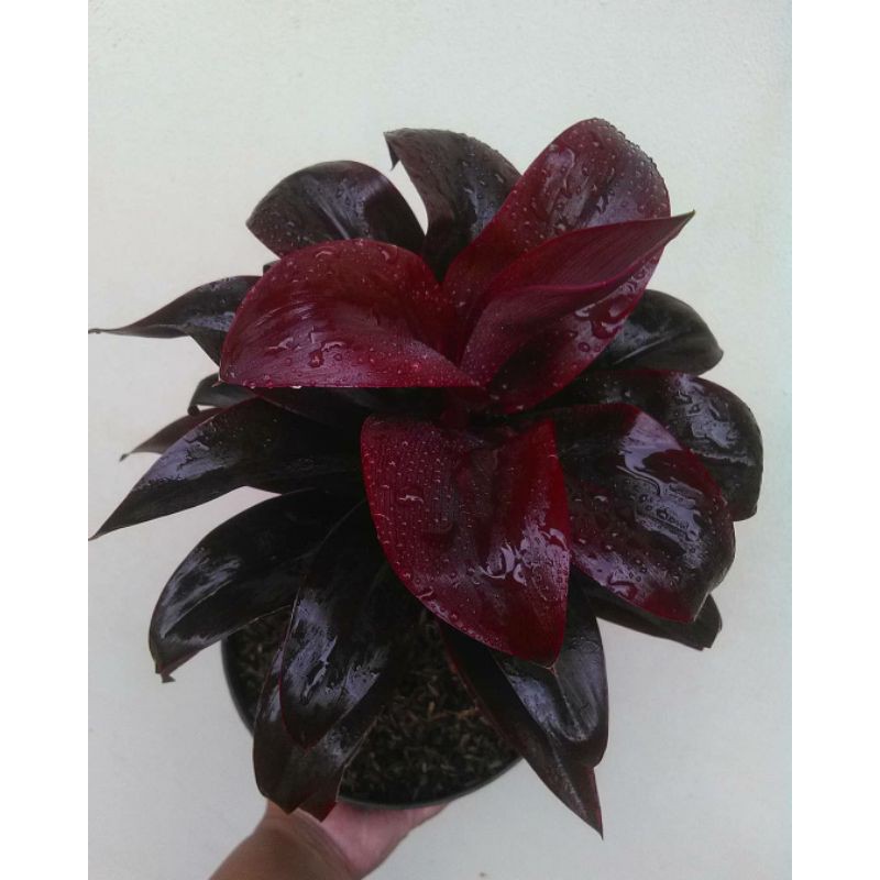 { BISA COD } tanaman hanjuang mini hanjuang merah hanjuang hitam