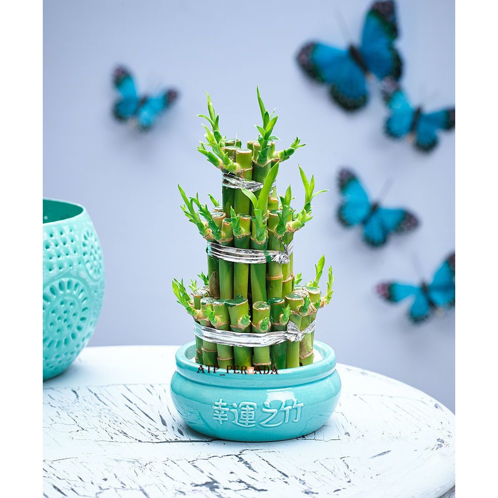 Bambu Hoki Lucky Bamboo Tanaman Hias Bambu Cina Rezeki Mini Susun Dekorasi Ruangan Hiasan Rumah