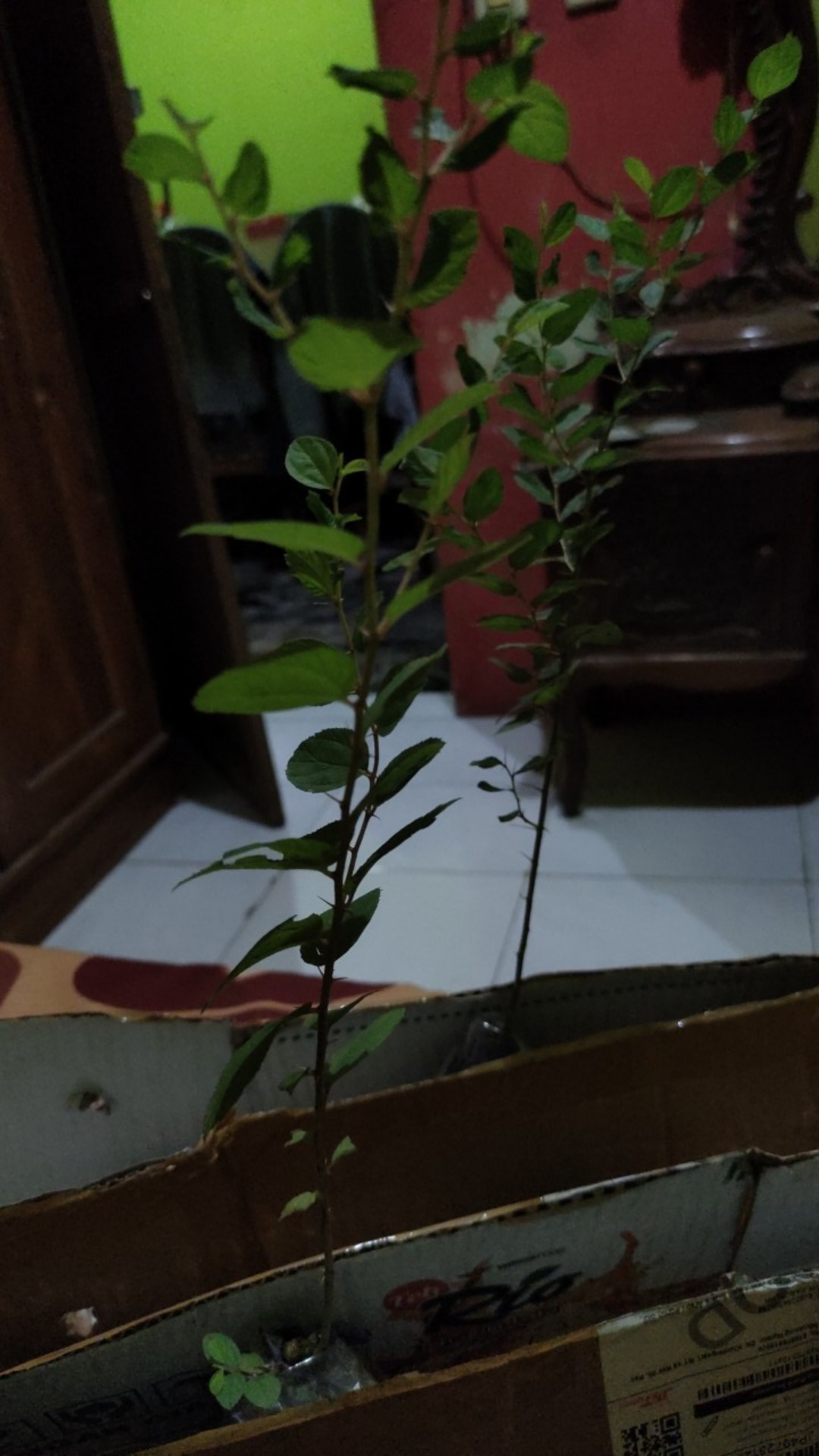 Pohon Bidara Arab / Bibit Bidara Arab / Pohon Sidr