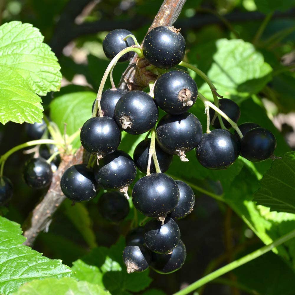 Bubuk Sirup Blackcurrant / Blackcurrent Powder Syrup Serbuk Minuman Powder Drink GKC Heritage 50 gr