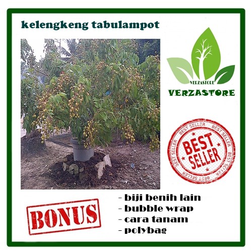 

bibit buah kelengkeng tabulampot - WISATA AGROTANI