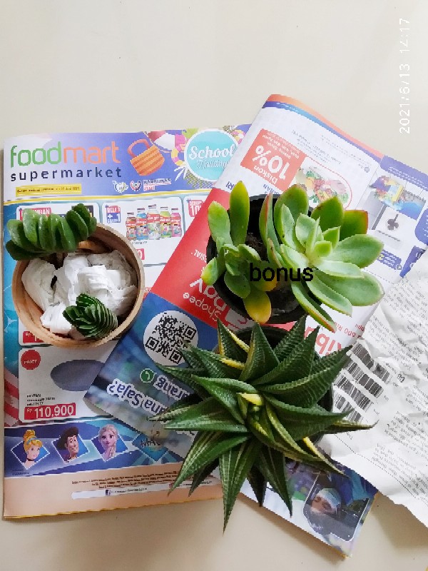 Kaktus Dan Skulen Crasula Budha Temple